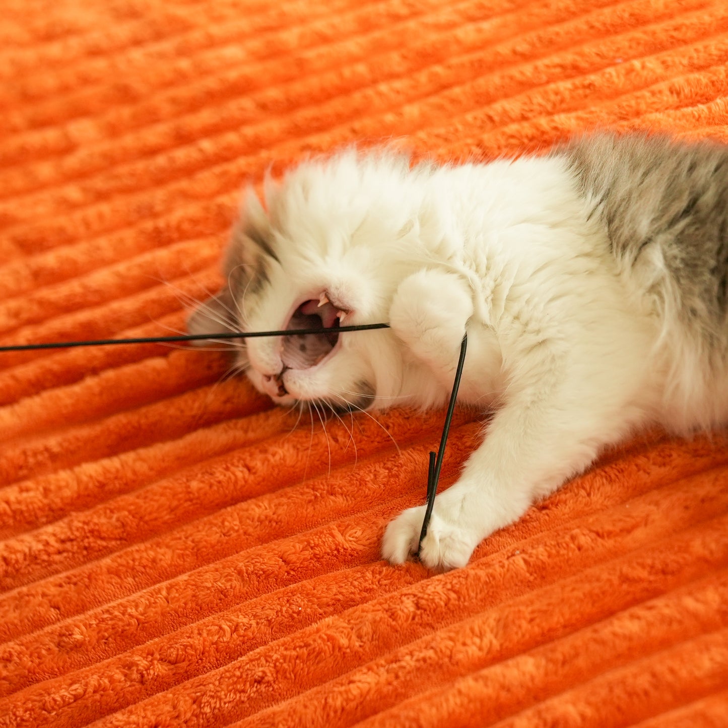 Tuna String - Black